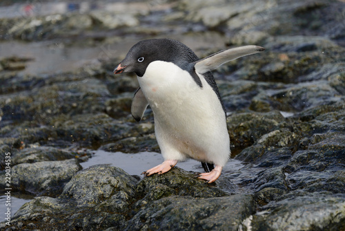 Adelie penguin going on beach in Antarctica 