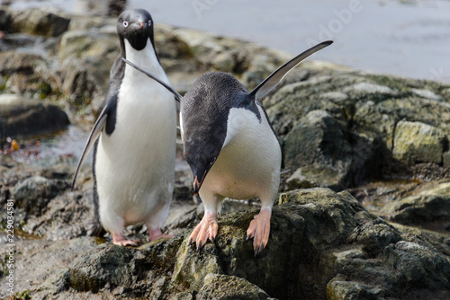 Adelie penguin going on beach in Antarctica 