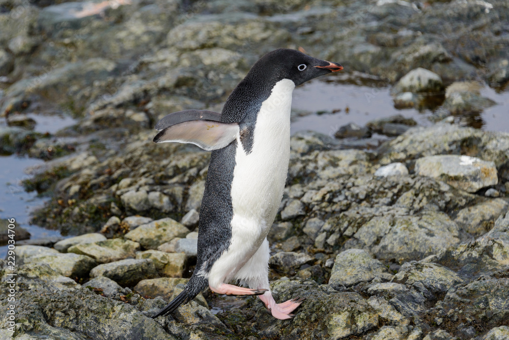 Fototapeta premium Adelie penguin standing on beach in Antarctica