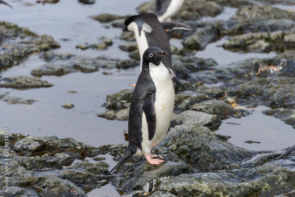 Naklejka premium Adelie penguin standing on beach in Antarctica