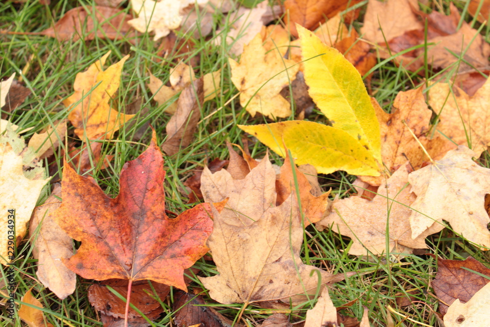 Red Yellow and Brown Autumn Leaves on the Ground Background Texture Red Yellow and Brown Autumn Leaves on the Ground Background Texture