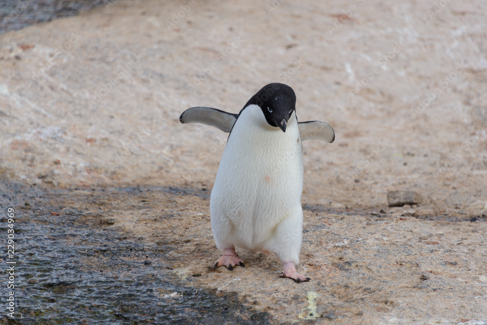 Naklejka premium Adelie penguin going on beach in Antarctica
