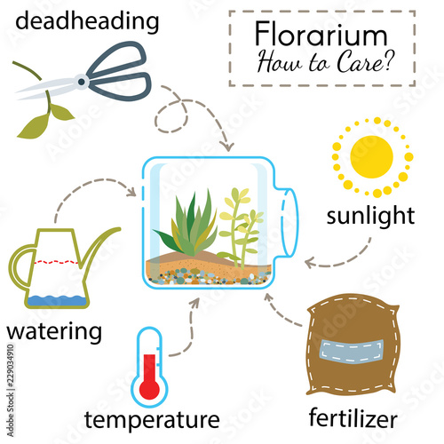 Tutorial how to care for potted plant. Succulents inside glass terrarium, elements for care florarium: deadheading, watering, temperature, fertilizer, sunlight. Vector illustration