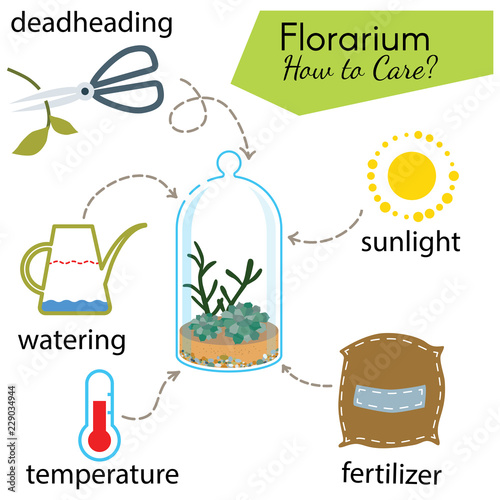 Tutorial how to care for potted plant. Succulents inside glass terrarium, elements for care florarium: deadheading, watering, temperature, fertilizer, sunlight. Vector illustration