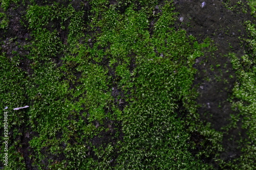 Green moss on a tree