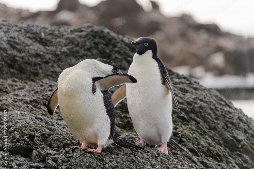 Obraz premium Two adelie penguins standing on beach in Antarctica