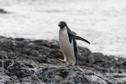 Adelie penguin standing on beach in Antarctica © Alexey Seafarer