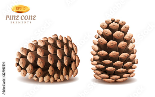 Isolated 3d pine cones or realistic evergreen strobilus. Coniferous winter plant organ for seeds. Decoration for christmas and new year holidays. Botany and biology, forest and wood, nature theme