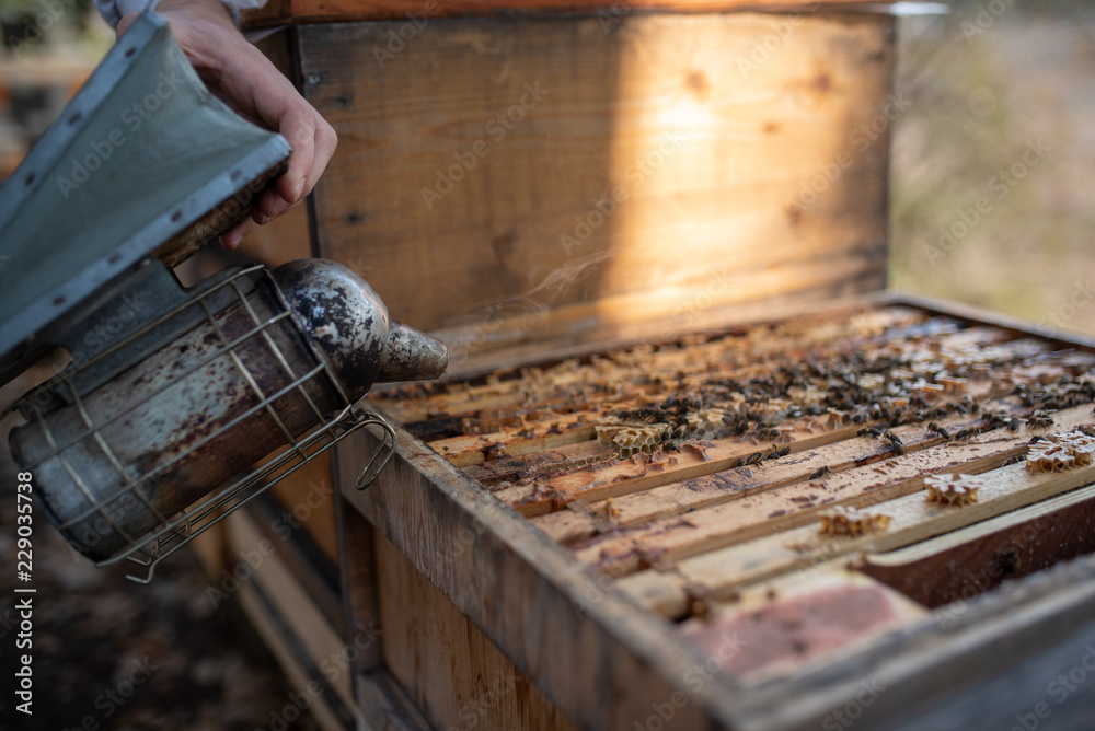 Imker beim kontrollieren der Bienen im Herbst Imker beim kontrollieren der Bienen im Herbst