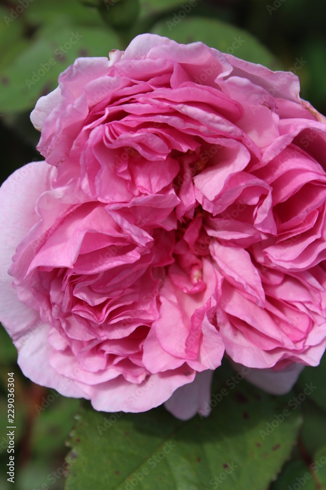 pink rose in the garden