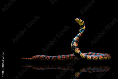 Photography Beautiful snake from Namibia name Coral cobra spreading hood and prepare to figh
