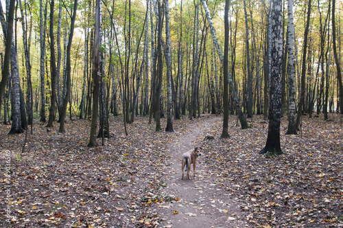 Autumn landscape with a dog photo