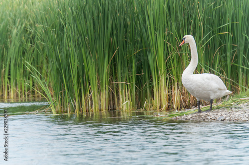 Single swan cleaning feathers in front of high contrast green foliage as background and majestic appearance