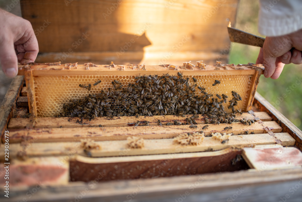 Imker beim kontrollieren der Bienen im Herbst Imker beim kontrollieren der Bienen im Herbst