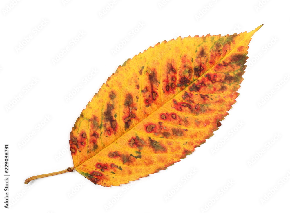 Colorful dry leaf isolated on white background, top view