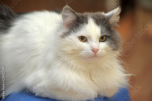 Foto beautiful fluffy white with a gray Turkish Van Cat