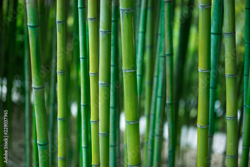 Fototapeta Naklejka Na Ścianę i Meble -  Green bamboo stalks close up