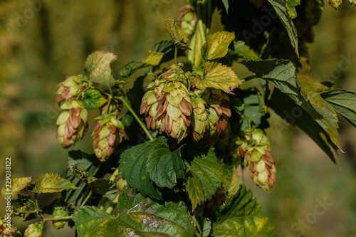 Hopfen-Dolden mit braunen vertrockneten Stellen