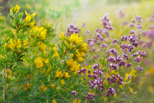 Fototapeta Naklejka Na Ścianę i Meble -  Flowery meadow on a sunny summer day