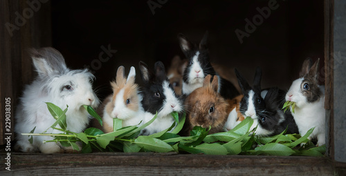 Group of decorative rabbits eating green leaves