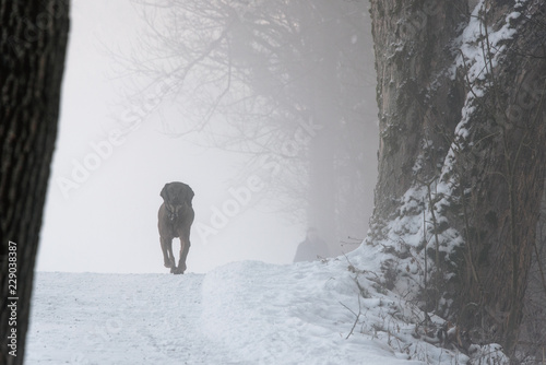 the black dog is running on a snowy pathway and his owner follows him in the background, magic foggy atmosphere in the woods, cold winter morning