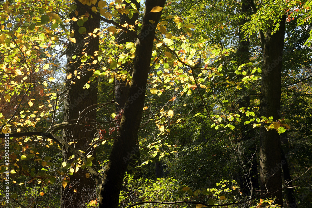 Obraz premium buchenwald