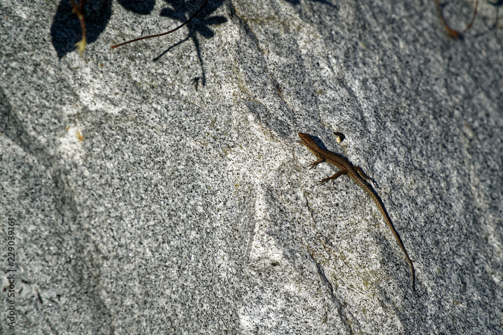 little lizard with long tail on the rock in nature detail photo little lizard with long tail on the rock in nature detail photo