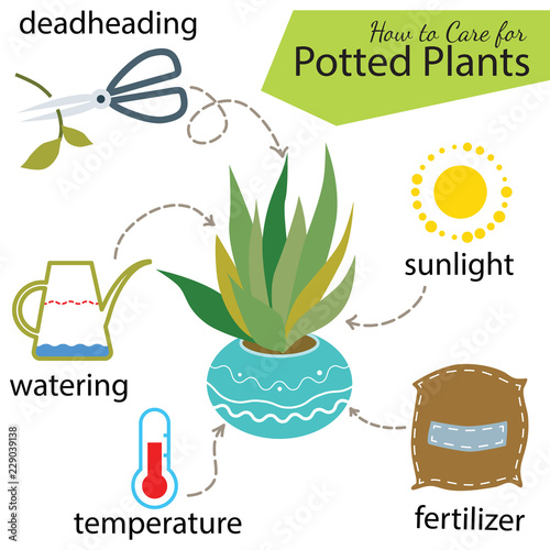 Tutorial how to care for potted plant. Succulents inside glass terrarium, elements for care florarium: deadheading, watering, temperature, fertilizer, sunlight. Vector illustration