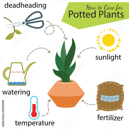 Tutorial how to care for potted plant. Succulents inside glass terrarium, elements for care florarium: deadheading, watering, temperature, fertilizer, sunlight. Vector illustration