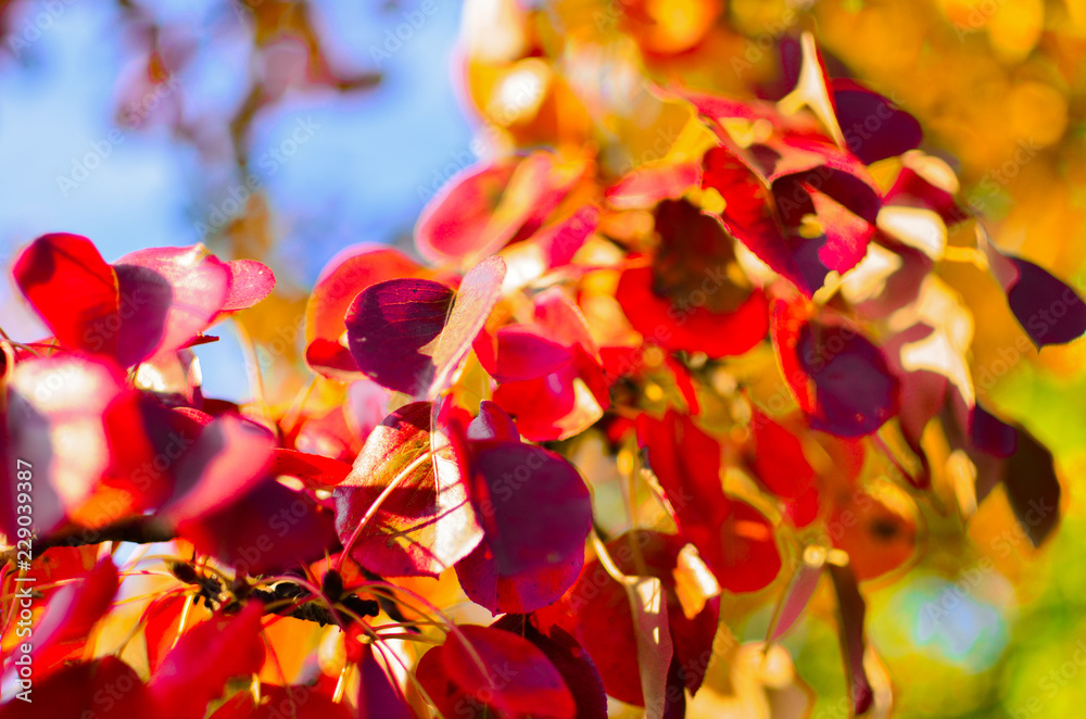 Background of various bright juicy colors of autumn leaves on a tree. Season of the year - November