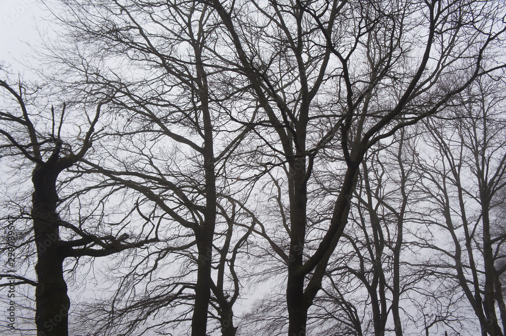 Silhouette of black branches of tree in mist Silhouette of black branches of tree in mist