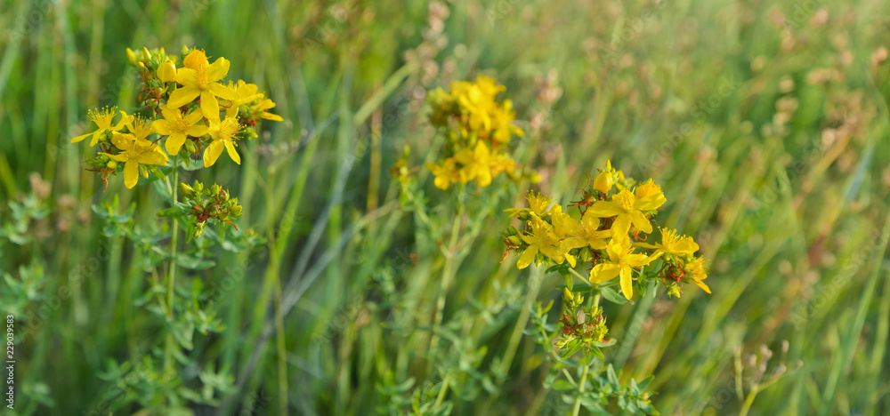 Fototapeta premium Flowers of Hypericum perforatum known as Common Saint-John's-wort. Herbal remedy.