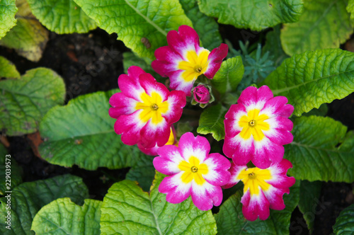 Fotografie English primrose or primula vulgaris magenta red flowers with green background