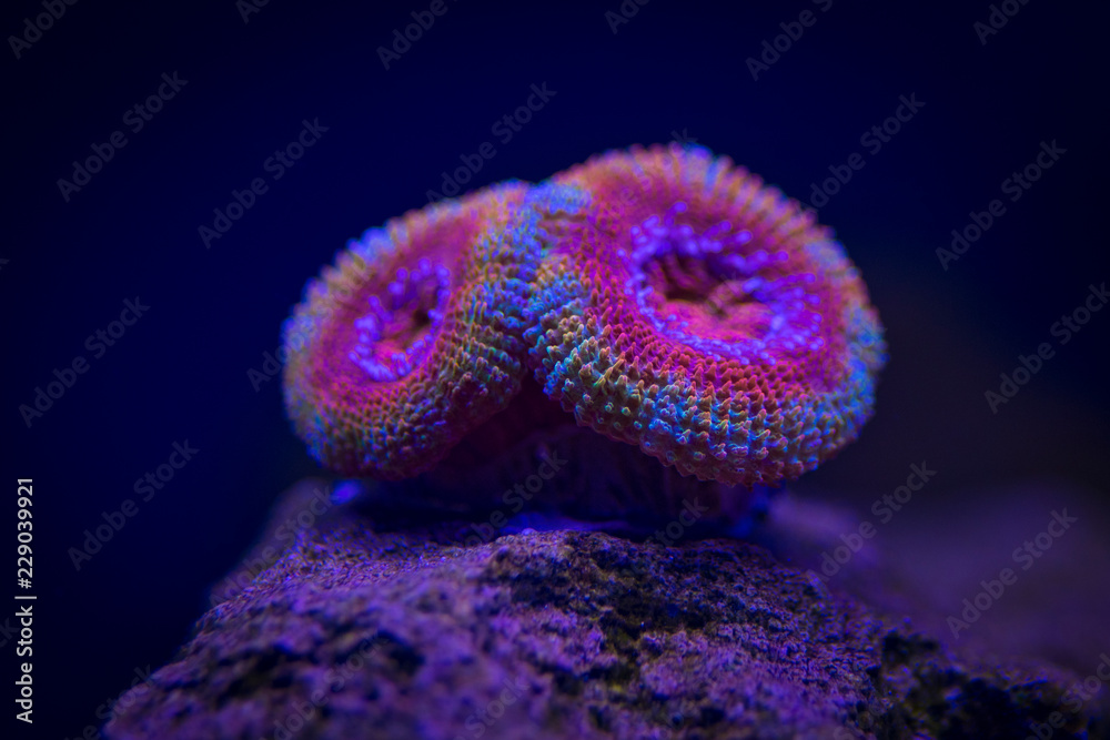 Acan Coral