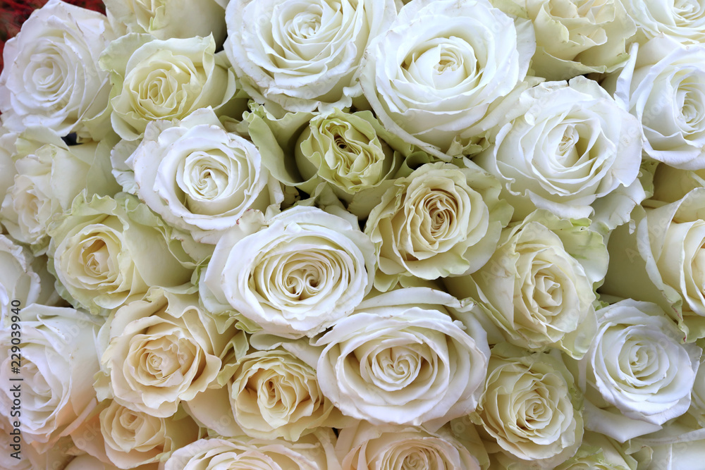 Bouquet of white roses