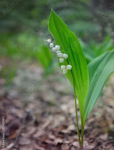 Flowers of Convallaria majalis known as Lily of the valley. Herbal remedy.