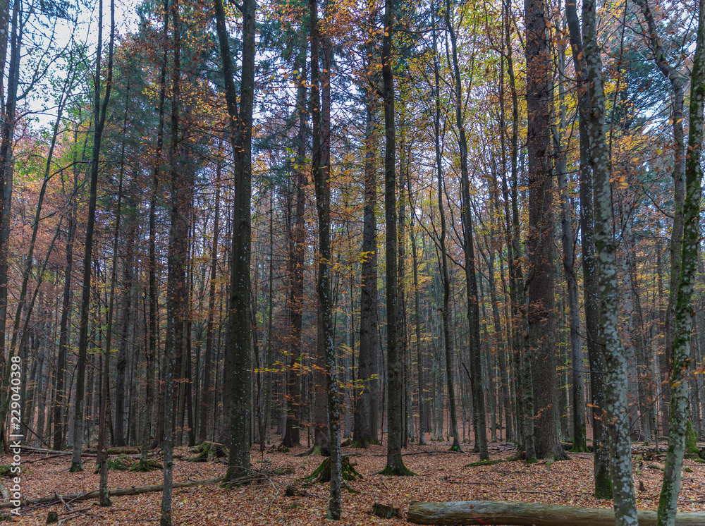 Obraz premium Bavarian forrest in autumn