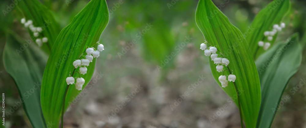 Fototapeta premium Flowers of Convallaria majalis known as Lily of the valley. Herbal remedy.