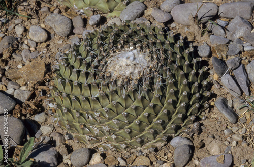 Obregonia denegrii photo