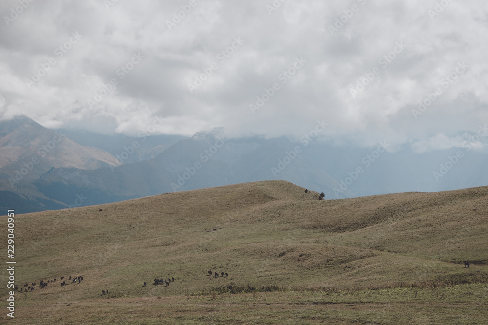 Obraz premium Closeup view mountains and valley scenes in national park Dombai, Caucasus, Russia, Europe. Summer landscape, sunshine weather, dramatic blue sky and sunny day