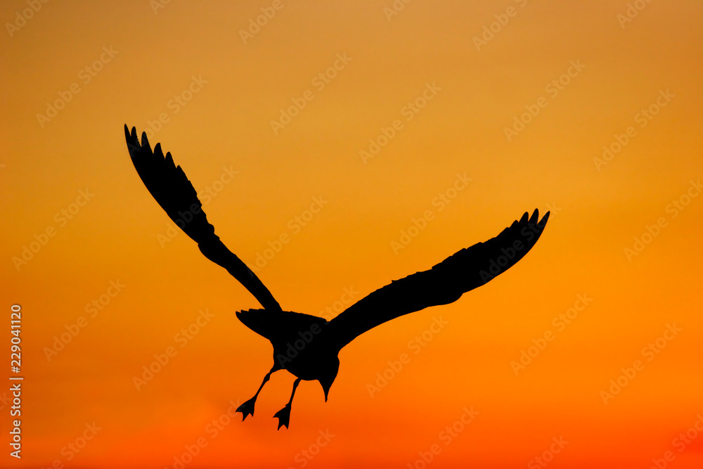 Naklejka premium Seagull Silhouette
