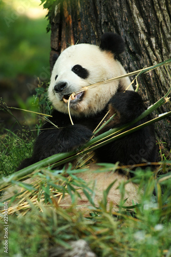Fototapeta Naklejka Na Ścianę i Meble -  Panda Breakfast