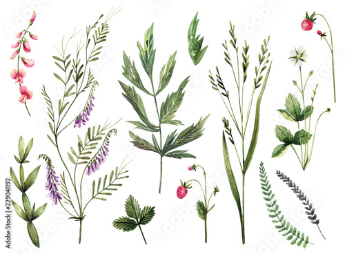 Set of watercolor wild herbs and flowers. Hand-drawn floral elements.