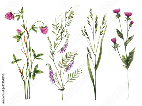 Set of watercolor wild herbs and flowers. Hand-drawn floral elements. Clover  mouse peas  oats  burdock.