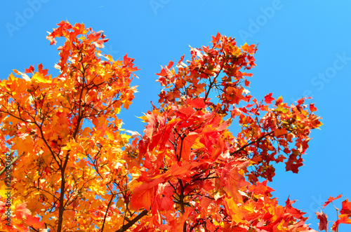 Autumn red and yellow maple leaf. Blue sky background. Warm weather in October. Bright colorful landscape of nature