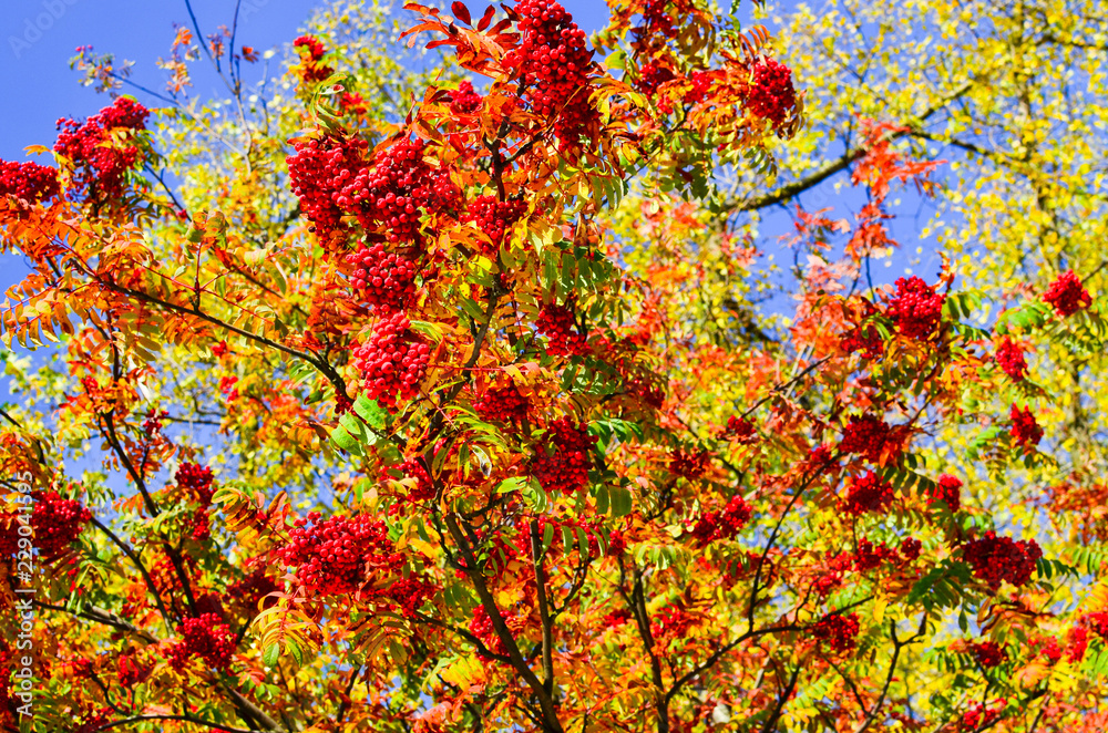 Big bunch of rowan on a tree against the green leaves. Home medical medicine. Healthy berry for health. Winter food for birds