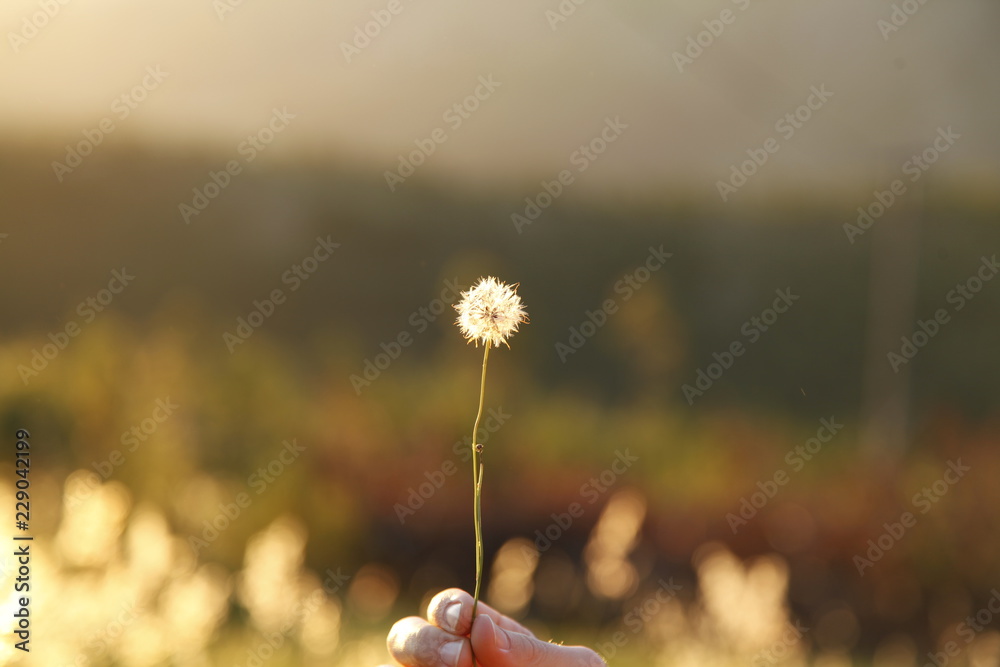 Fototapeta premium Dandelion in hand