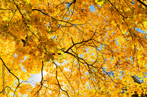 Bright yellow leaves of maple tree on blue sky background. Beautiful yellow tree in the park