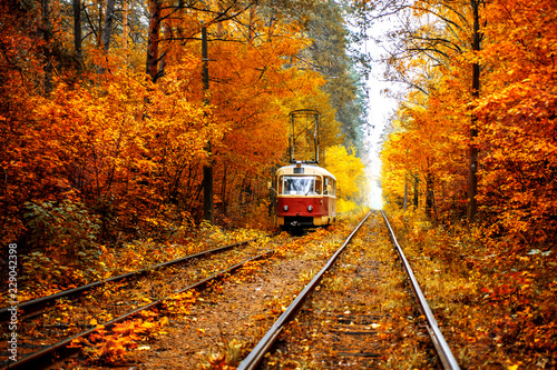 The red tram is racing along the rails through the autumn forest.
