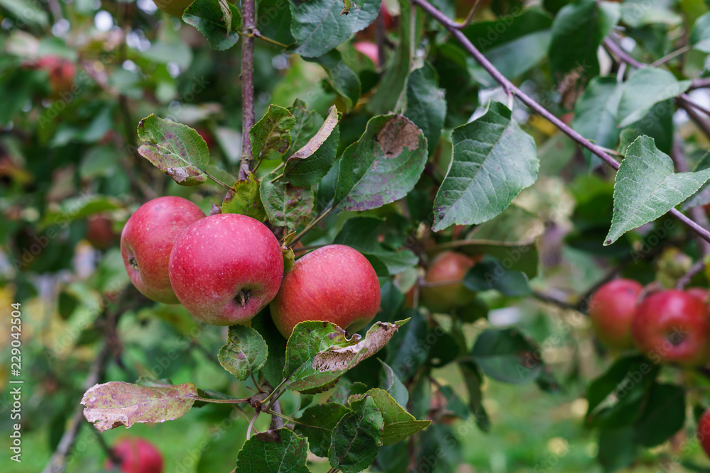 Branch of apple trees bending under the weight of fruit. Autumn orchard. Branch of apple trees bending under the weight of fruit. Autumn orchard.